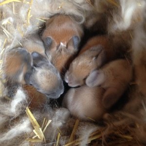 DSCF0078 - My spring baby bunnies