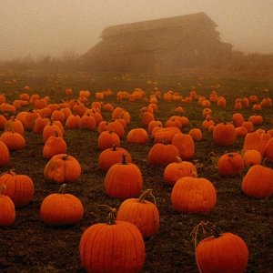 I loovvveee pumpkins! :3