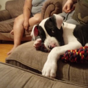 Duke the Dog