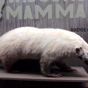 Badger in the Milwaukee museum