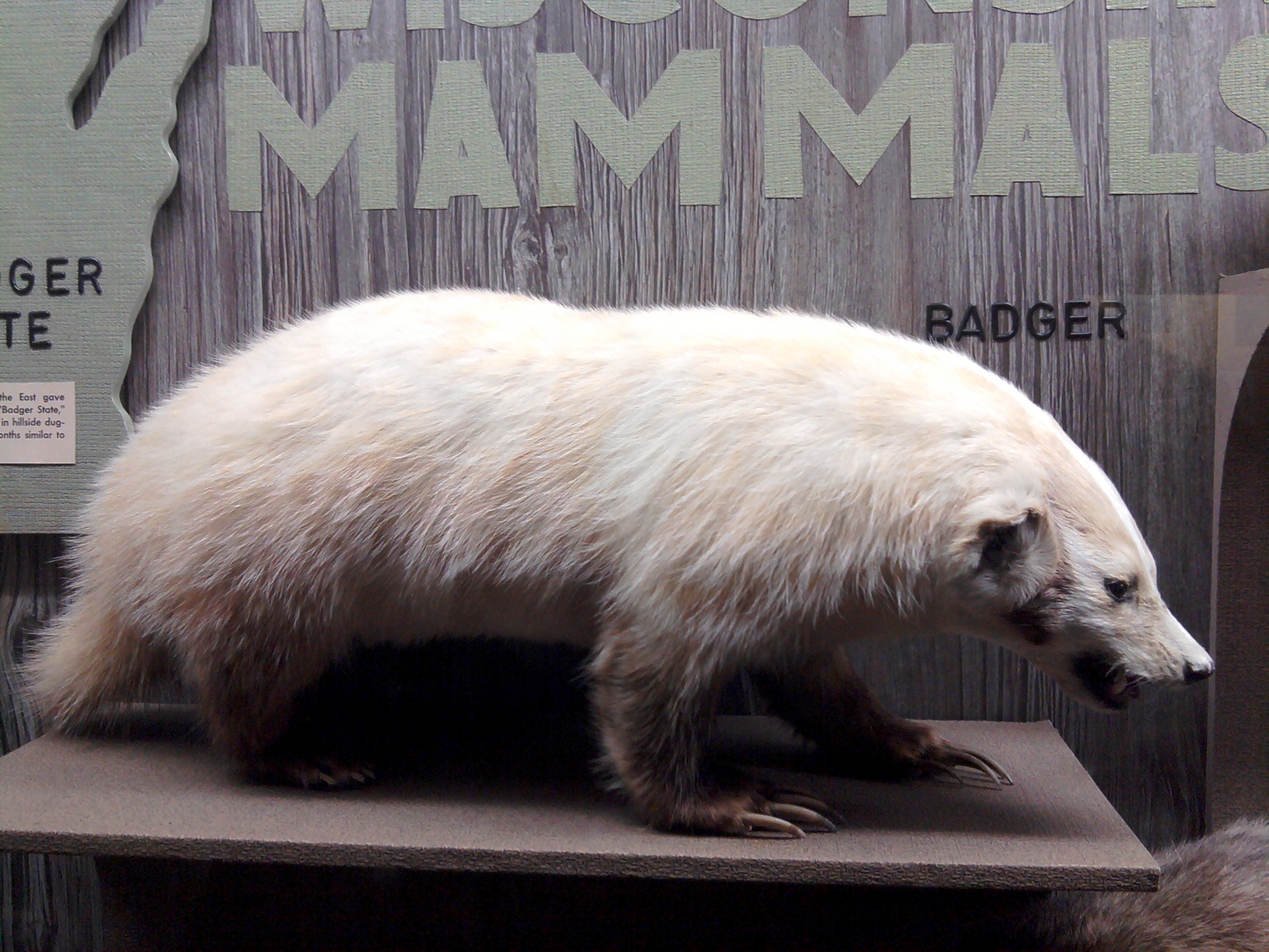 Badger in the Milwaukee museum