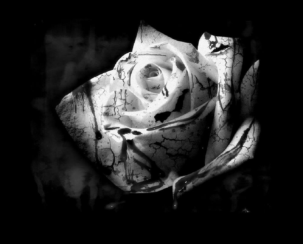 black rose