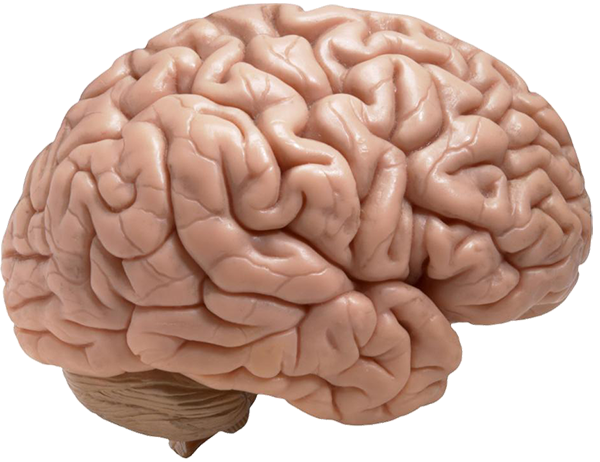 Brain