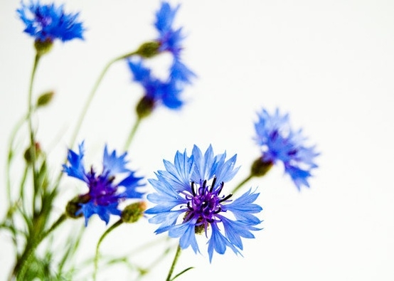 Cornflower - one of my favorite flowers