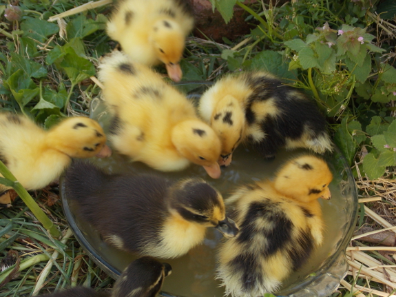 DSCF0015 - My spring ducklings, having a bath :3