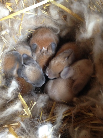 DSCF0078 - My spring baby bunnies