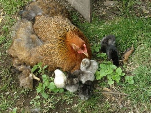 DSCF0303 - Some of my chicks, a little scared of the new wide world.