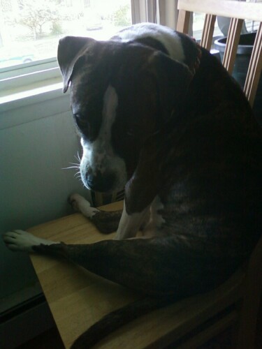 duh2..What dog sits like this??????