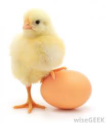 egg