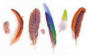 fhttp://www.ticklingforum.com/album.php?albumid=4682&attachmentid=427135