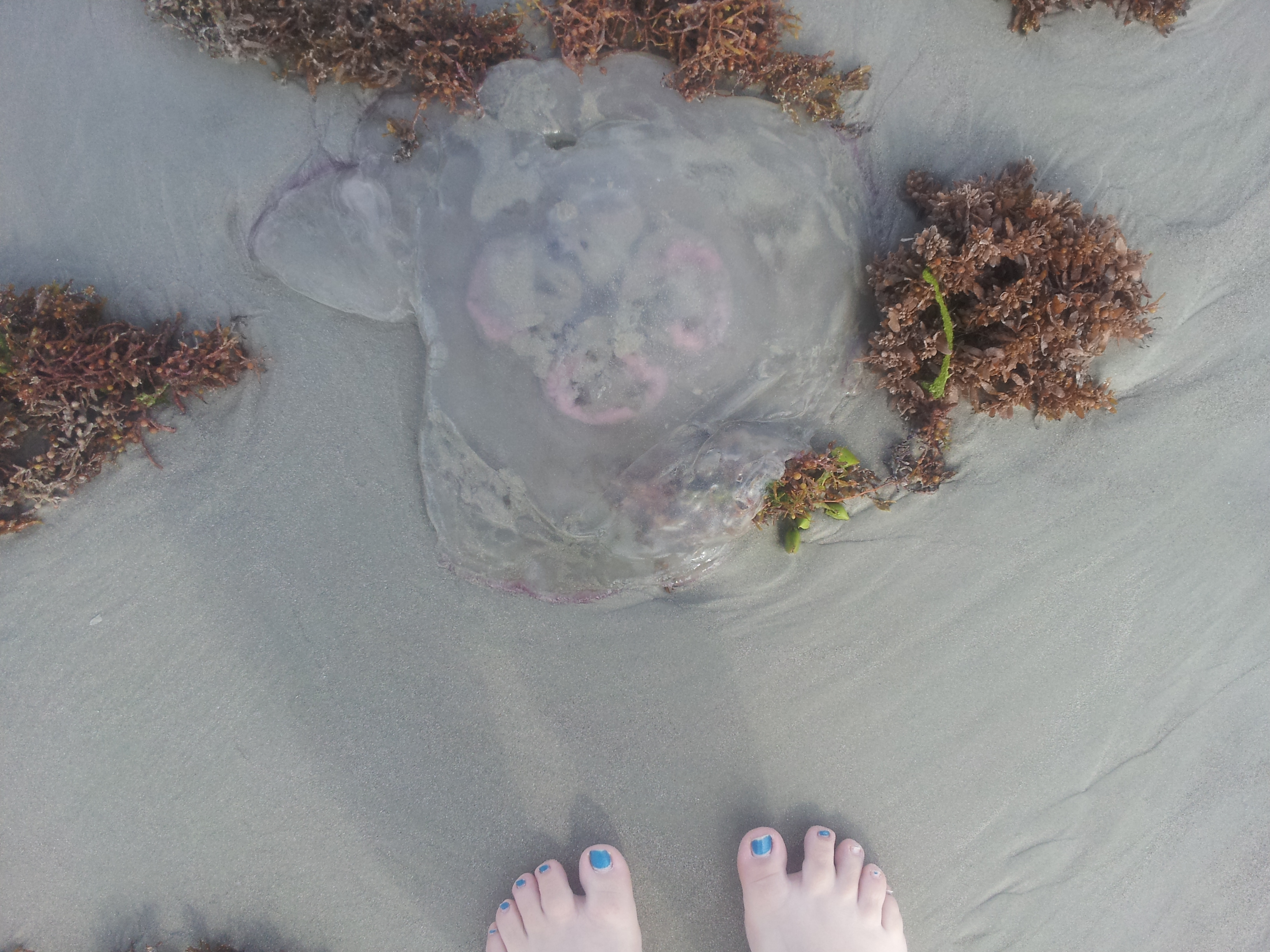 giant jelly fish... I really wanted to touch it