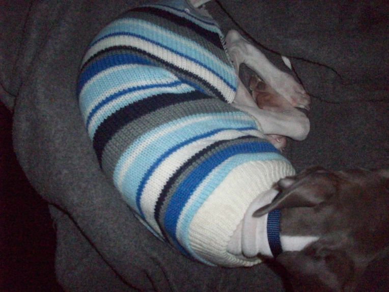 Harley in his ugly freakin sweater.....and YES I picked it out!