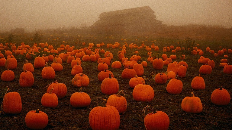 I loovvveee pumpkins! :3