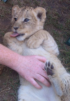 lion cub