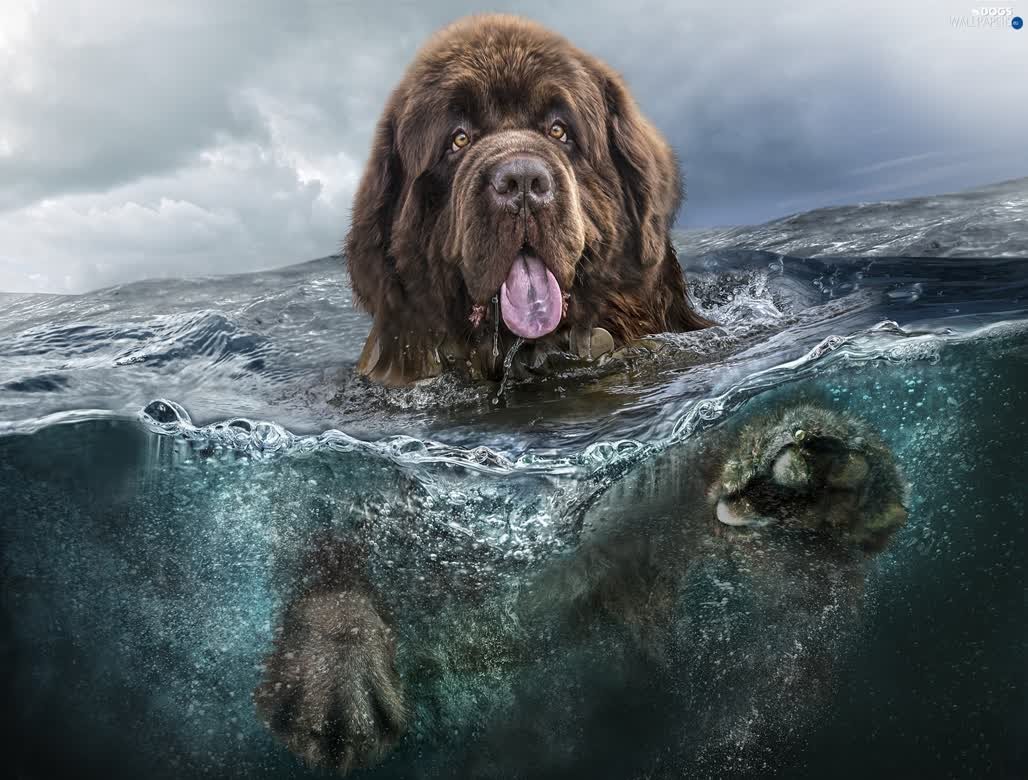 Love this Newfie painting, looks like one of my boys.