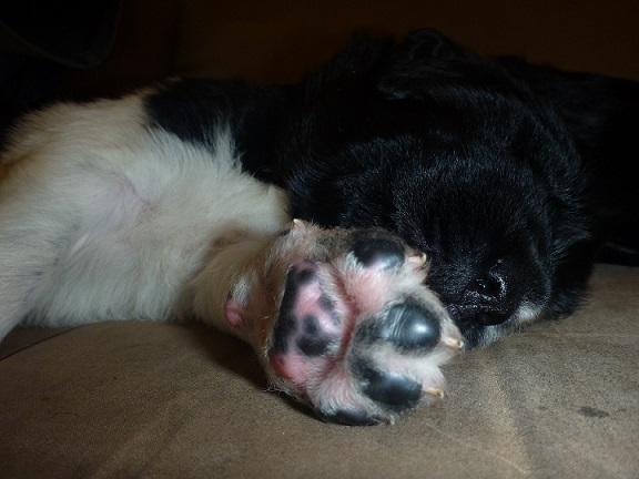 P1000385 -- One of my favorite times, when the puppies are sleeping soundly.