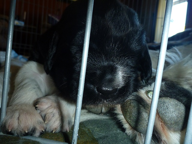 P1000401 - Someday my paws will be this big.