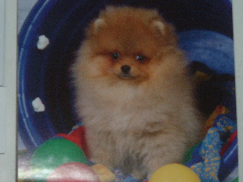 pomeranian