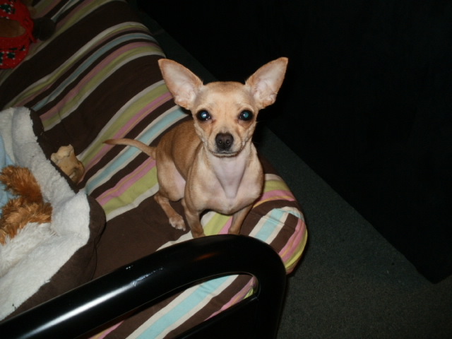 This is Nala (aka Little Dog, yes she answers to that)