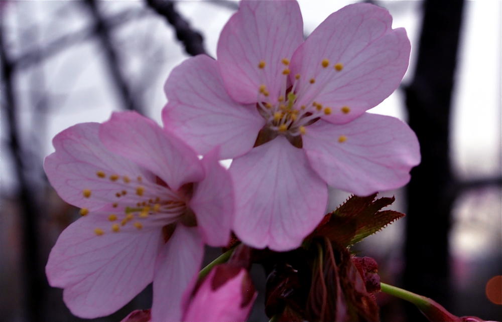 Washington Street Blossoms

Taken in Binghamton NY