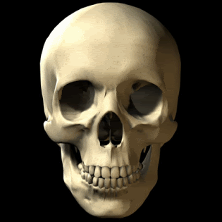 skull_0004.gif