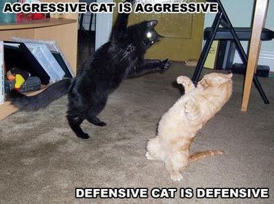 catfight.jpg