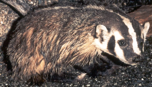 Badger.jpg