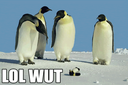 wut002.gif