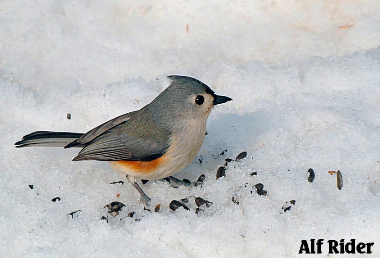 TUFTED%20TITMOUSE%2002.jpg