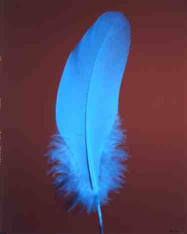 feather.jpg