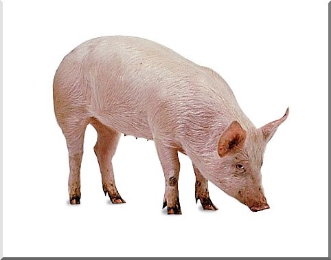 pig.jpg