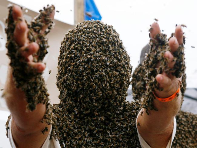 bee-beard-2.jpg