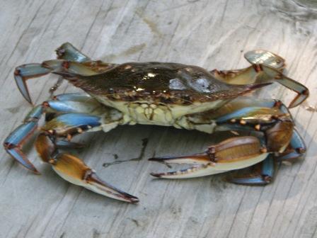 jimmy-crab.jpg