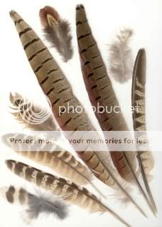 various-pheasant-feathers11.jpg