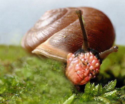 SnailMesodonClausus01.jpg