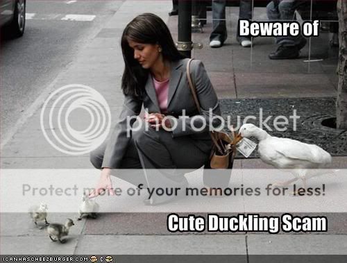 ducks.jpg