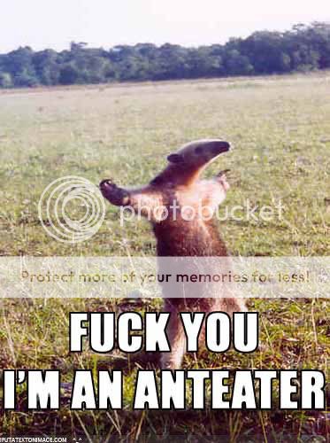 anteater.jpg