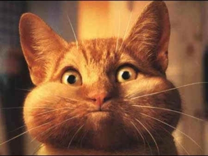 silly_cat_list_view.jpg