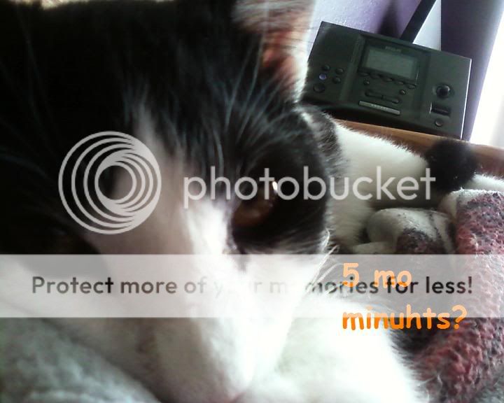 SleepylolcatTodd.jpg
