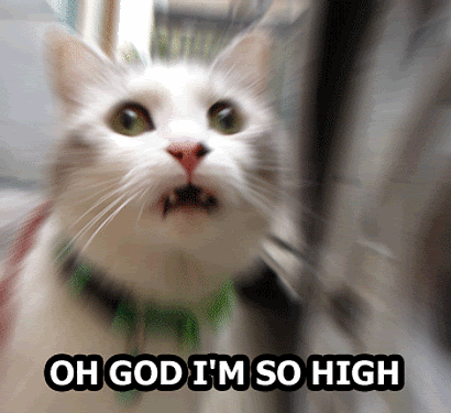 highcat.gif