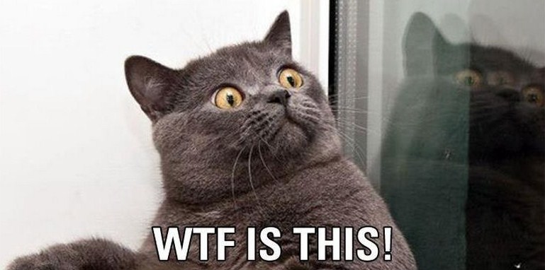 cat-wtf-is-this.jpg