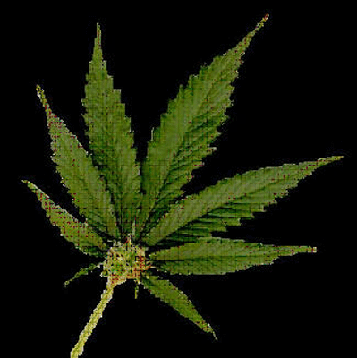 marijuana-leaf.gif