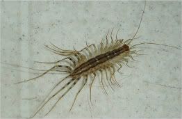 House_centipede.jpg