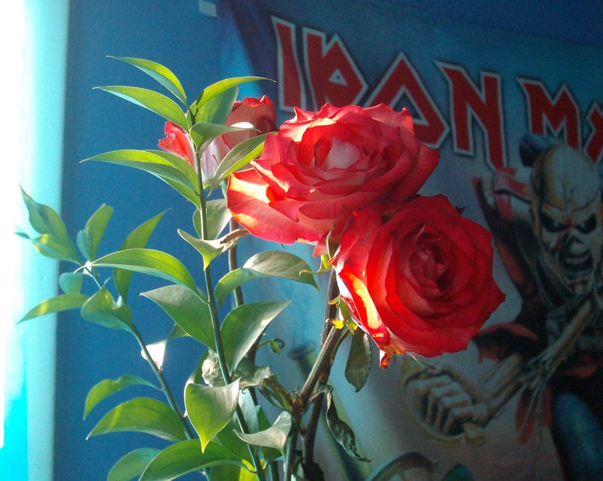 Roses_and_Maiden_by_Saeria.jpg