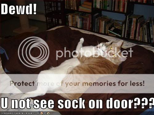 funnycats.jpg