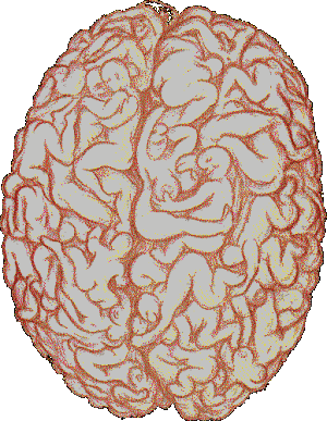 Male_Brain.gif