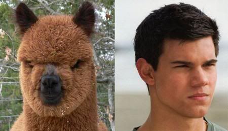 Iknowwhatyouaresayitalpaca.jpg