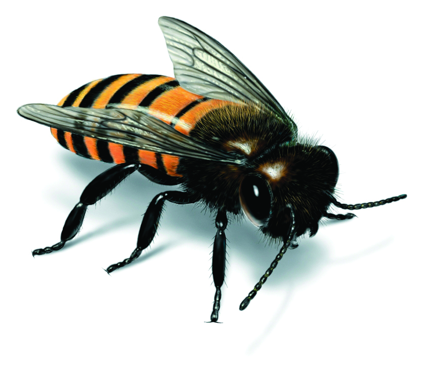 honey-bee-illustration_850x734.jpg