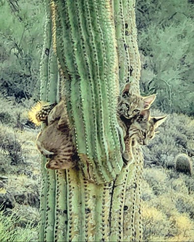 bobcats-in-a-cactus.jpg